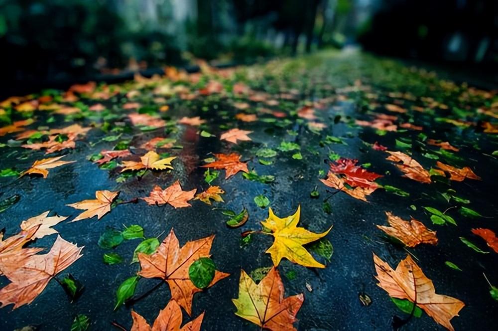 不堪红叶青苔地，又是凉风暮雨天（十五首秋雨诗词唯美）