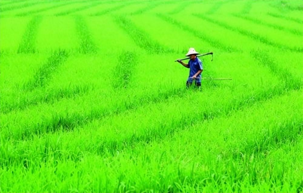 关于农民疾苦的八首诗词（时人不识农家苦，将谓田中谷自生）