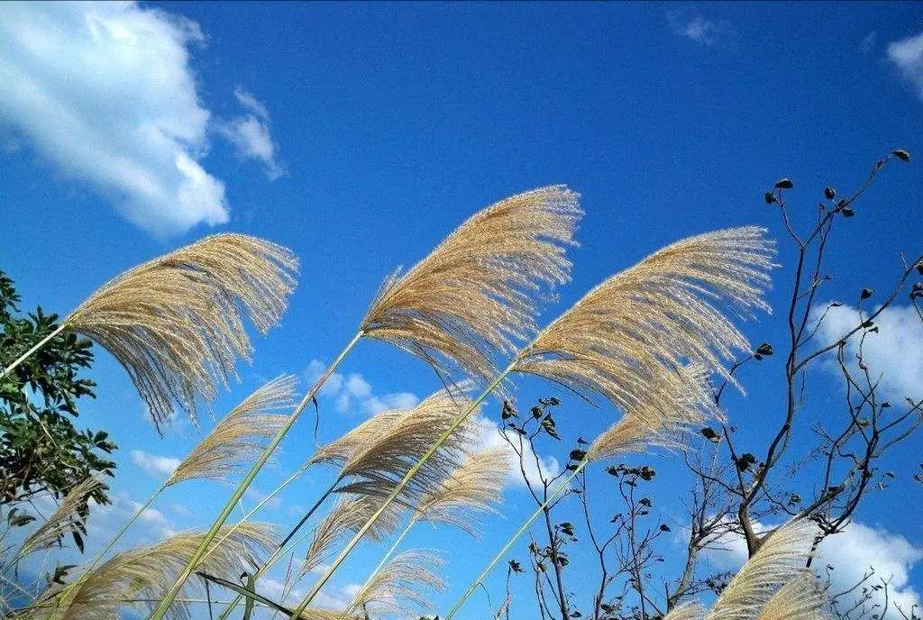 秋风优美诗词大全（十首唯美的秋风诗词）