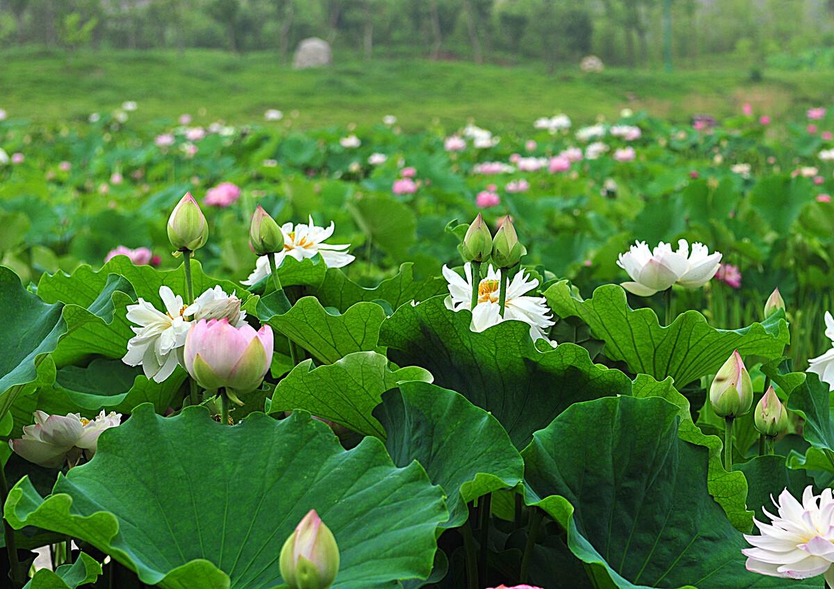 曹寅的十首诗词经典（湖边不用关门睡，夜夜凉风香满家）