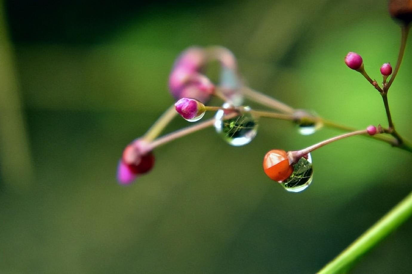 吴与弼的十首古诗鉴赏（更祝明朝风日好，梅花满眼踏新年）