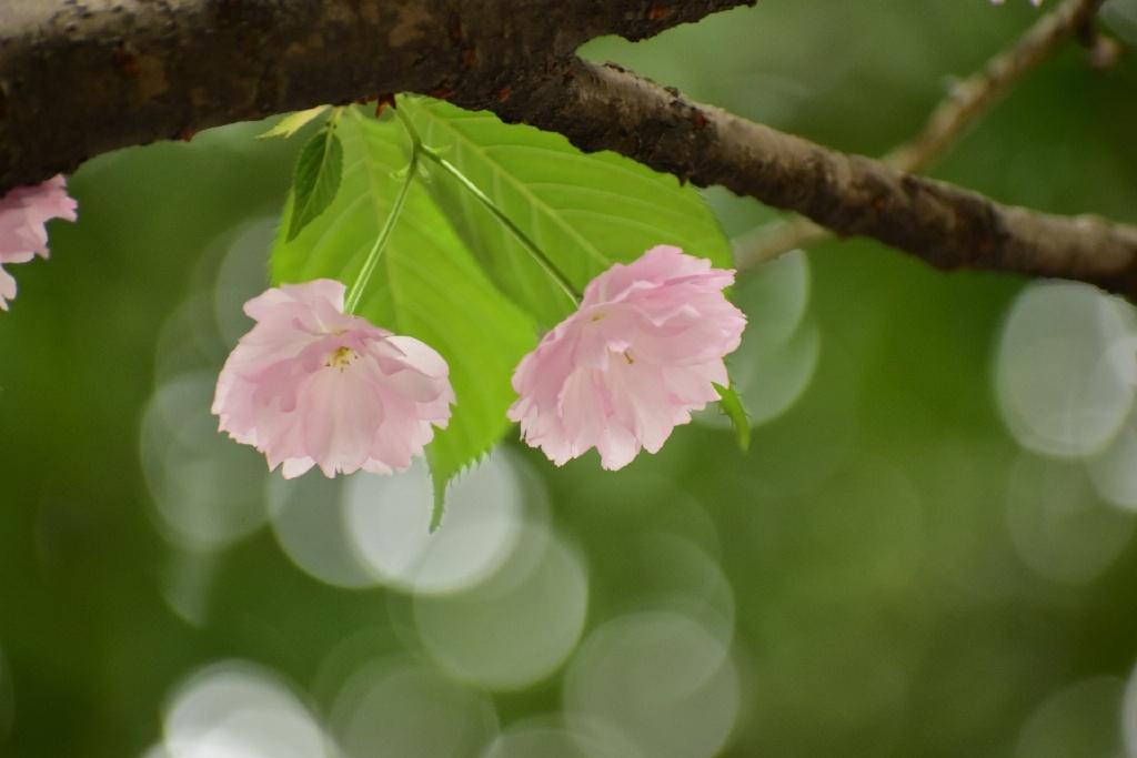 吴与弼的十首古诗鉴赏（更祝明朝风日好，梅花满眼踏新年）