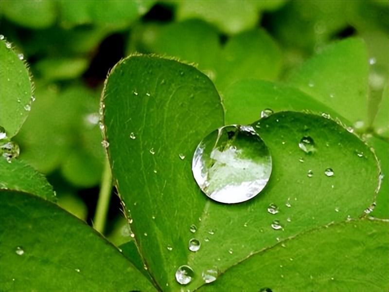 关于夏日雨后的十五首诗词分享（殷勤昨夜三更雨，又得浮生一日凉）