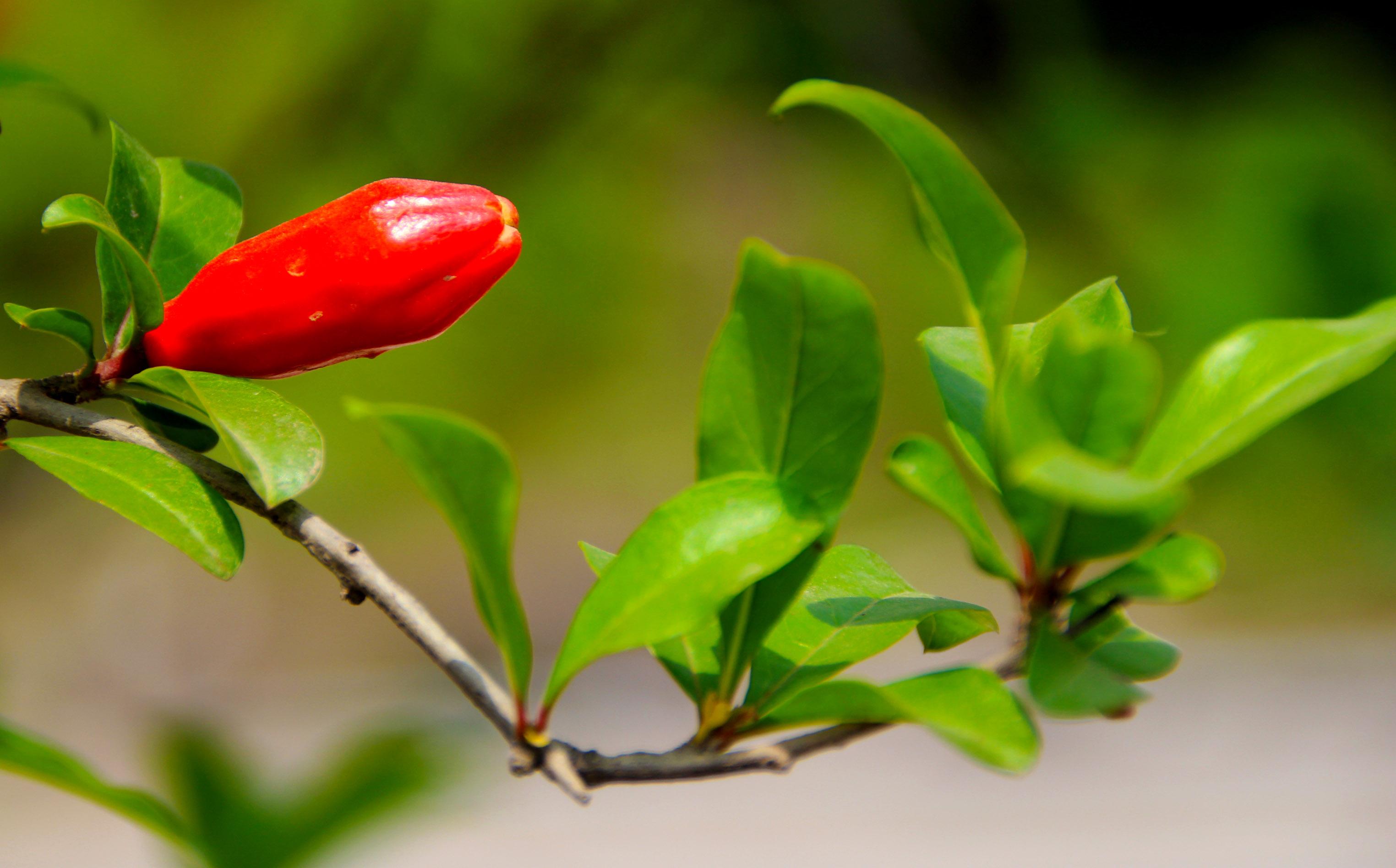 石榴花古诗名句大全（十首唯美的石榴花诗词）