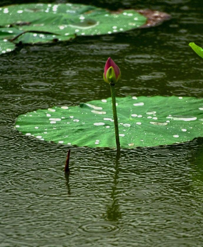 李石的十首诗词经典（烟雨青丝百尺楼，江南树树拂人头）