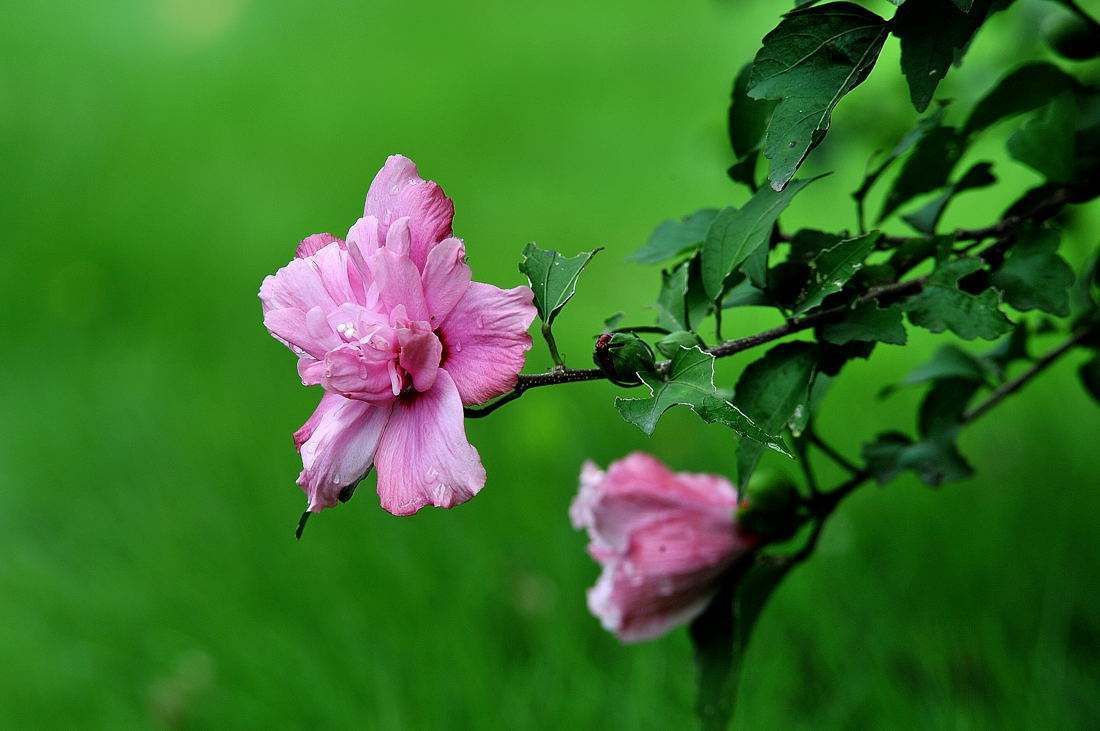 劝君莫种木槿花，朝荣暮落堪咨嗟（唯美十五首木槿花的诗词）