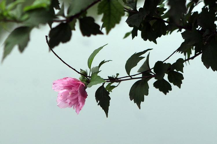 劝君莫种木槿花，朝荣暮落堪咨嗟（唯美十五首木槿花的诗词）