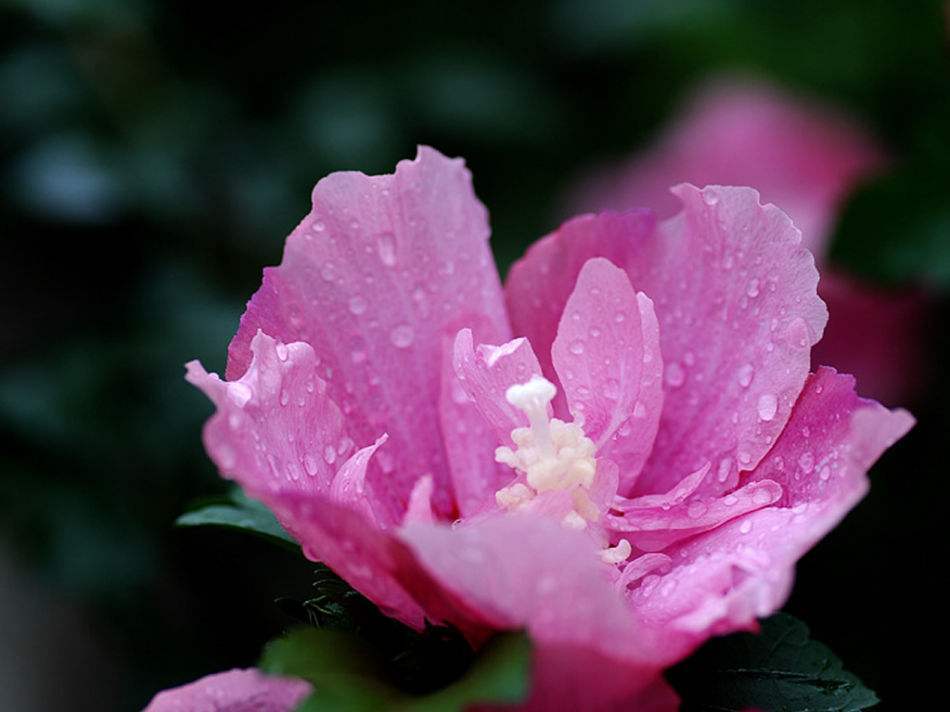 劝君莫种木槿花，朝荣暮落堪咨嗟（唯美十五首木槿花的诗词）