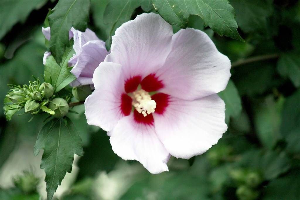 劝君莫种木槿花，朝荣暮落堪咨嗟（唯美十五首木槿花的诗词）