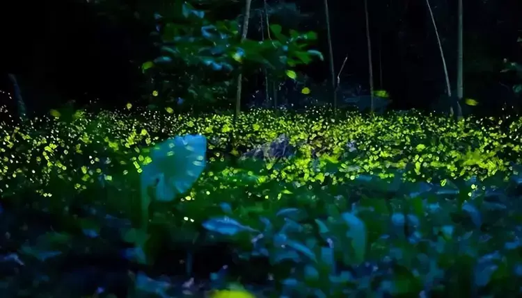 范廷铨的十五首诗词经典（星斗无光虫唧唧，流萤如雨稻花香）