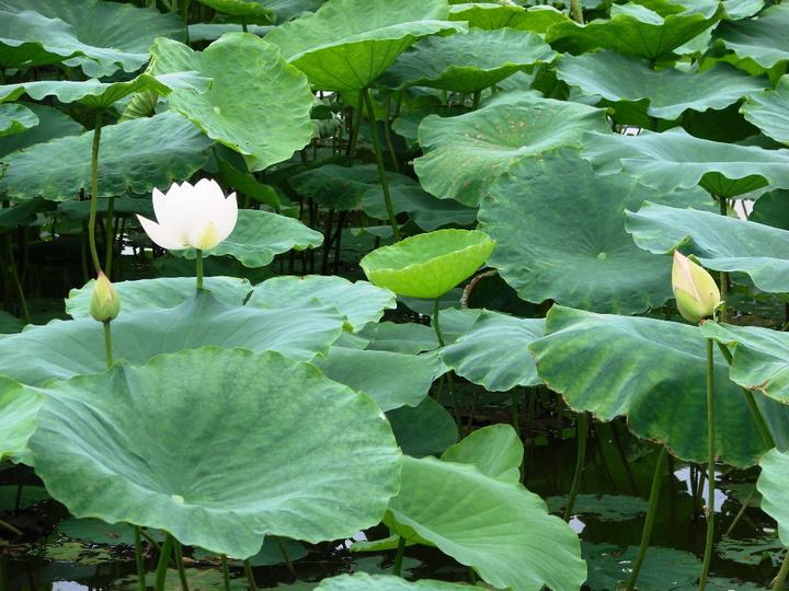 雨熟黄梅，夏木成荫（十首初夏七绝优美）