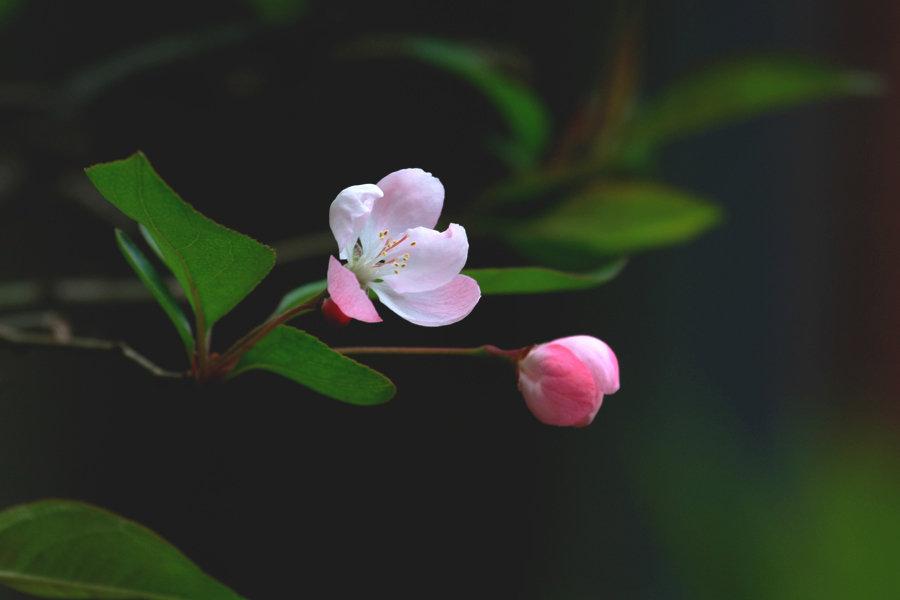 张新的十四首咏花绝句鉴赏（惟有此花开不厌，一年长占四时春）