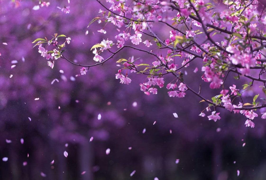 人间暮春，花落时节（20首优美落花诗词赏析）