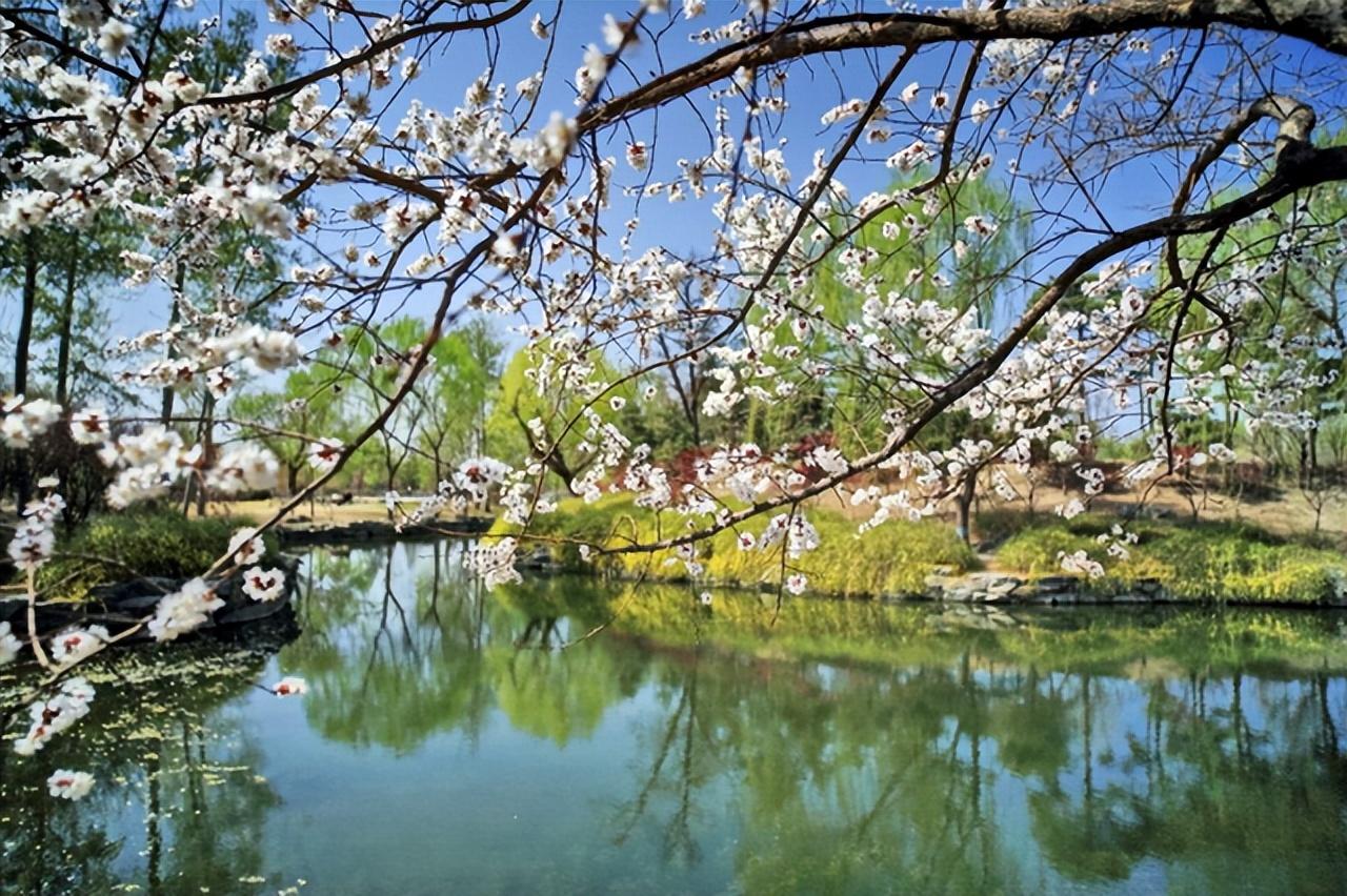 杨花榆荚无才思，惟解漫天作雪飞（二十首晚春诗词经典）