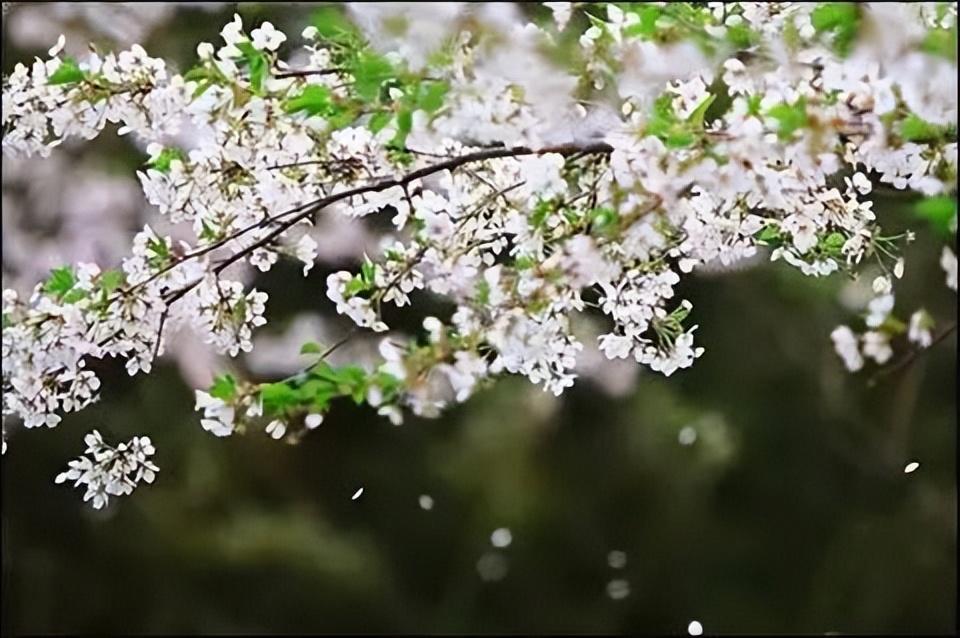 杨花榆荚无才思，惟解漫天作雪飞（二十首晚春诗词经典）