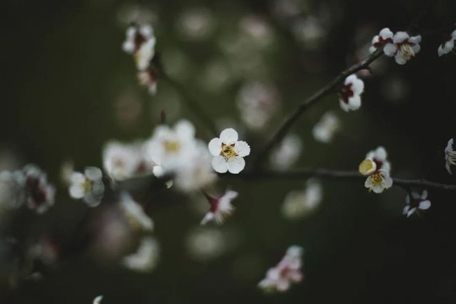 一畦春韭绿，十里稻花香（十首春天诗词经典）