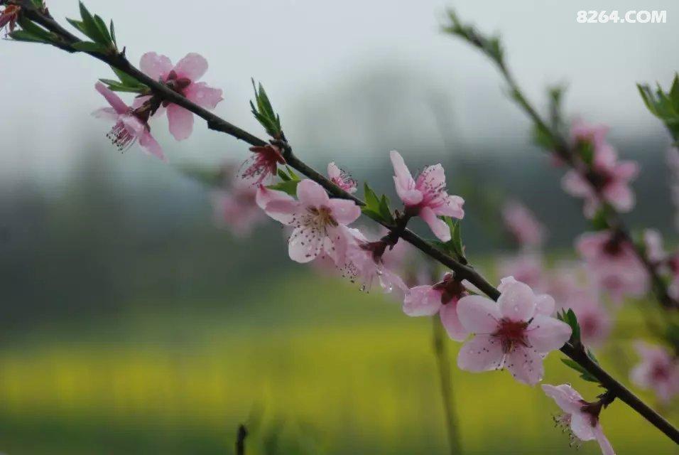 不寒不暖雨新霁，满城佳气浮葱葱（十首春日行诗词经典）