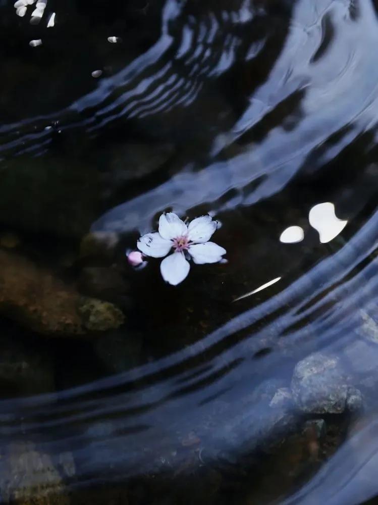 何应龙的二十首绝句经典（流水落花无处间，一年春事一年心）