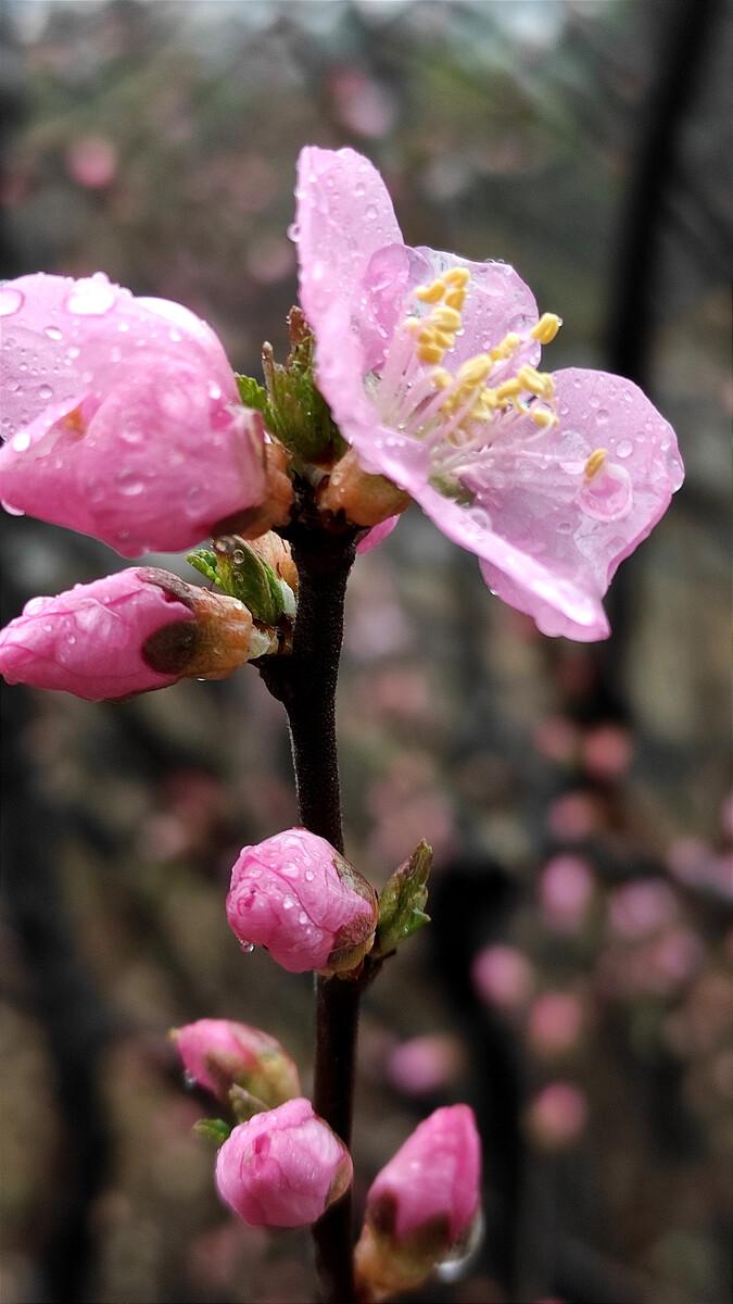 何应龙的二十首绝句经典（流水落花无处间，一年春事一年心）