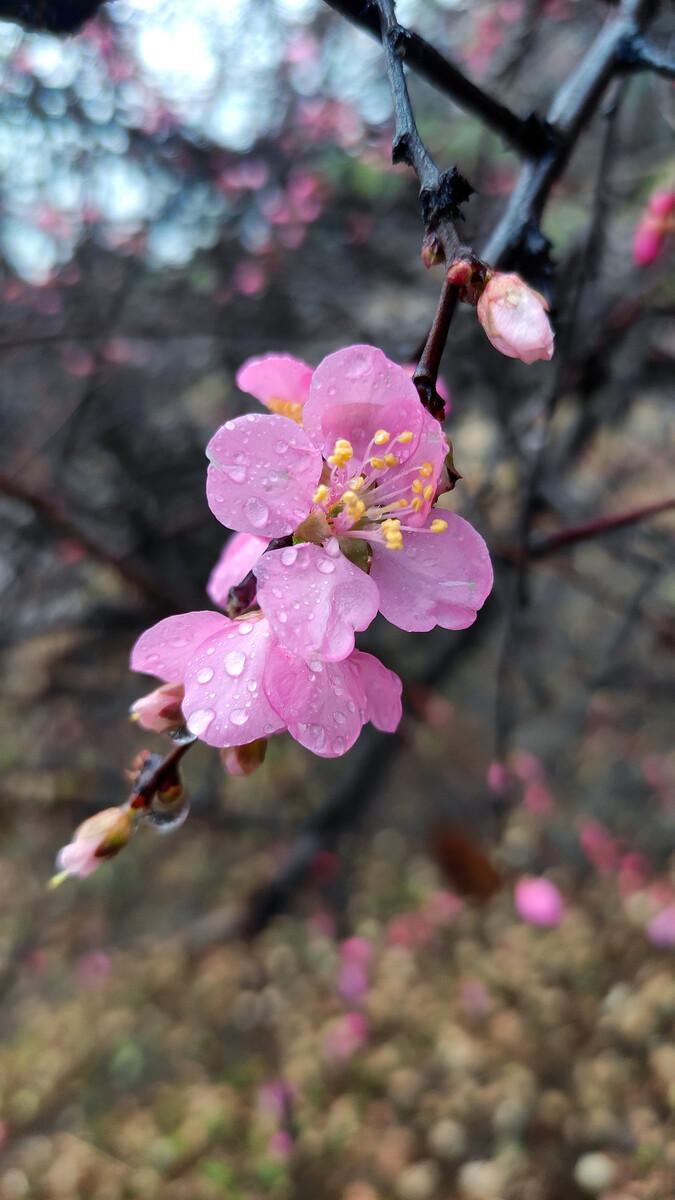 何应龙的二十首绝句经典（流水落花无处间，一年春事一年心）