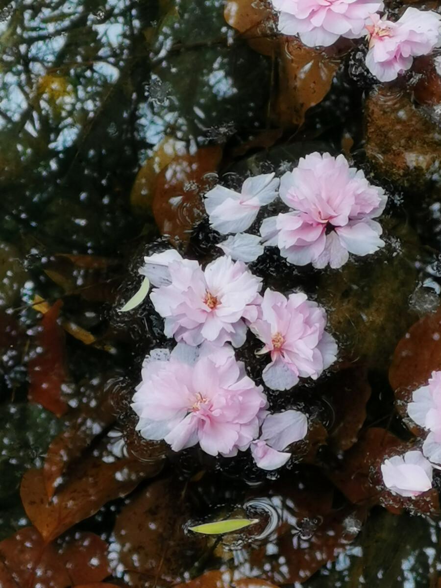 何应龙的二十首绝句经典（流水落花无处间，一年春事一年心）