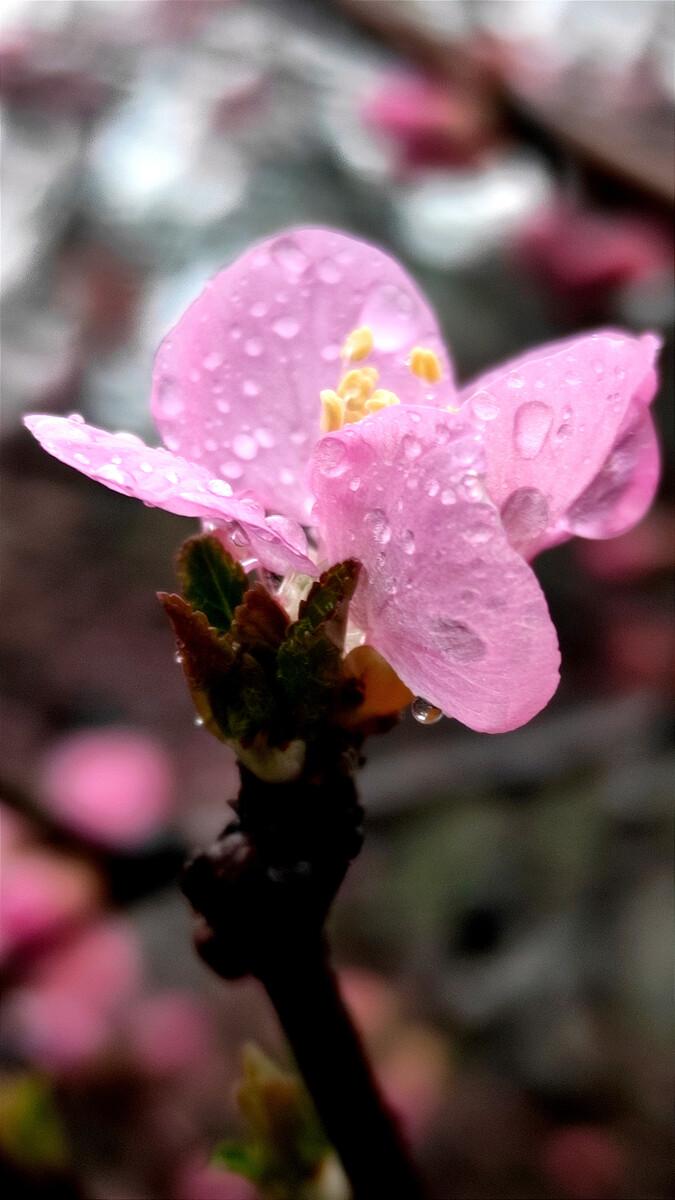 何应龙的二十首绝句经典（流水落花无处间，一年春事一年心）