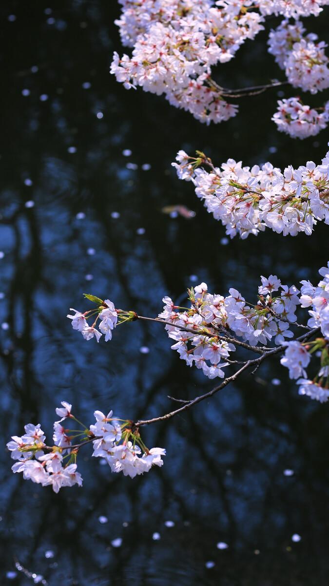 何应龙的二十首绝句经典（流水落花无处间，一年春事一年心）