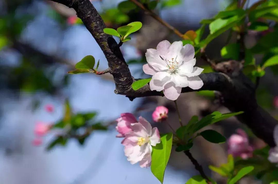 偷来梨蕊三分白，借得梅花一缕魂（二十首海棠的诗词经典）