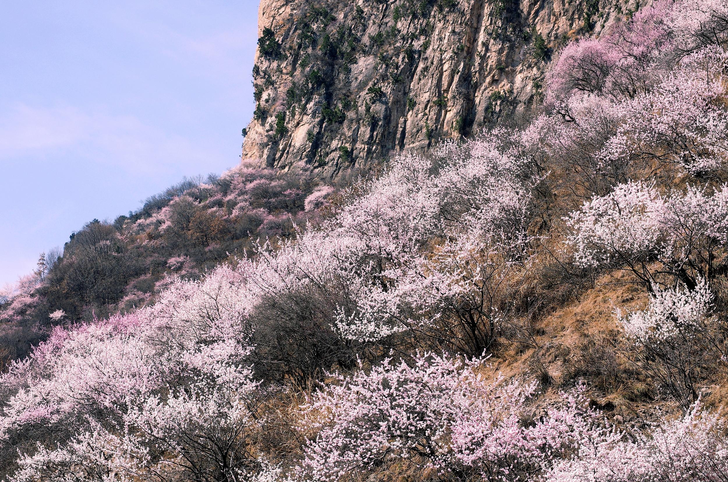 关于山桃花的十二首诗词唯美（山桃红花满上头，蜀江春水拍山流）