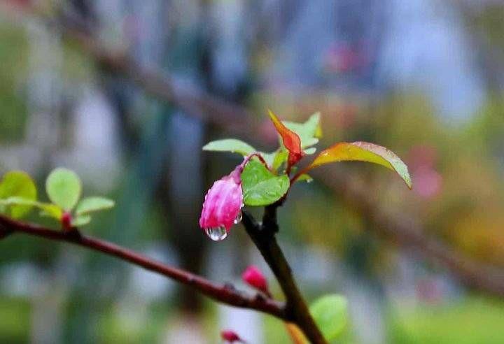 关于二月的十首诗词唯美（草长莺飞，微雨海棠）