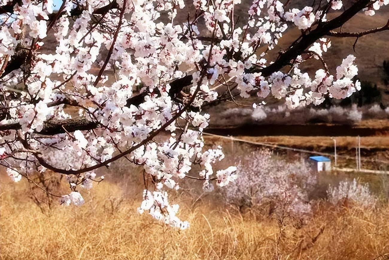 海棠如醉，桃花欲暖（15首《春日游》的诗词）