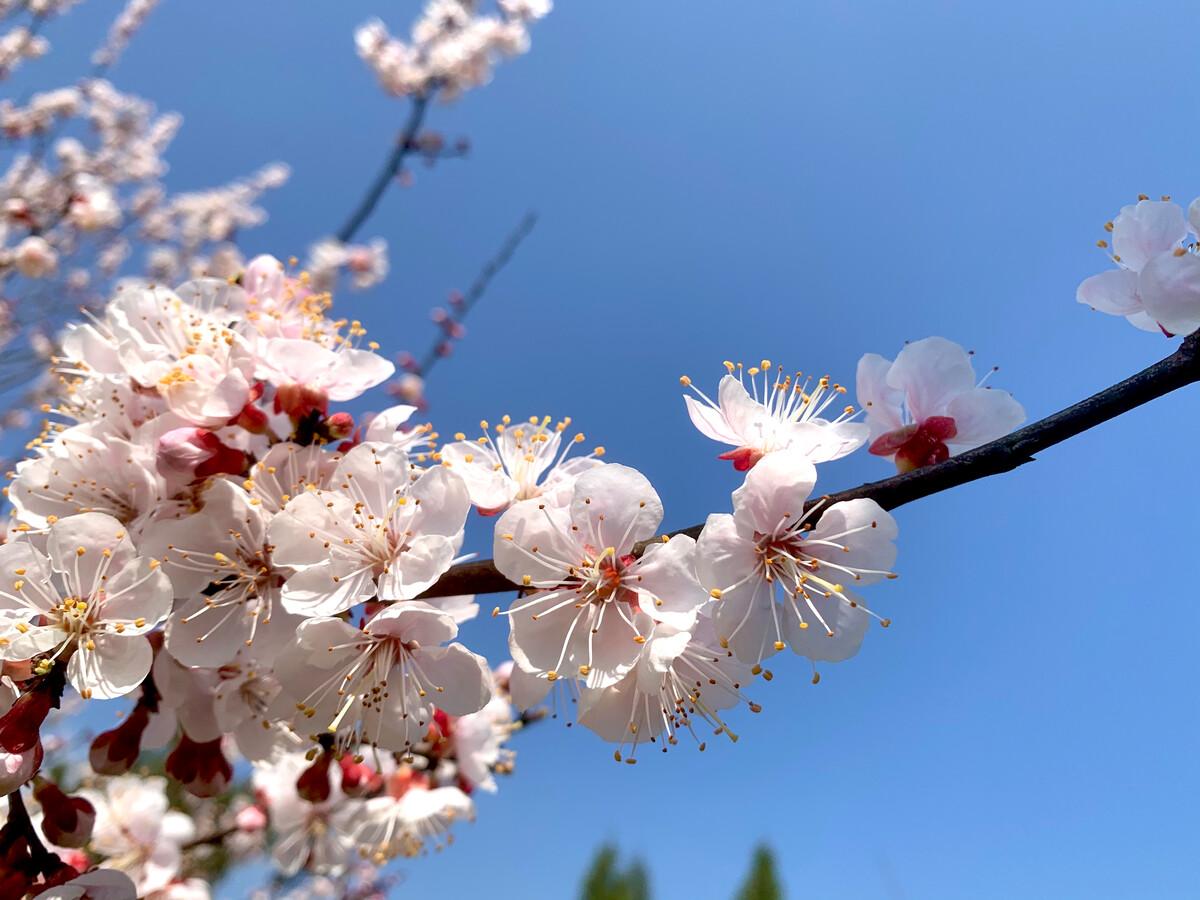 海棠如醉，桃花欲暖（15首《春日游》的诗词）