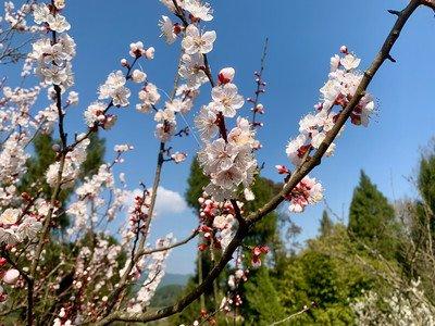 海棠如醉，桃花欲暖（15首《春日游》的诗词）