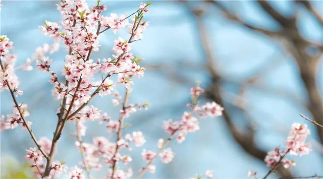 海棠如醉，桃花欲暖（15首《春日游》的诗词）