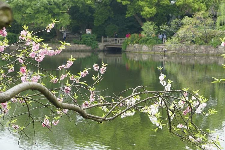 海棠如醉，桃花欲暖（15首《春日游》的诗词）