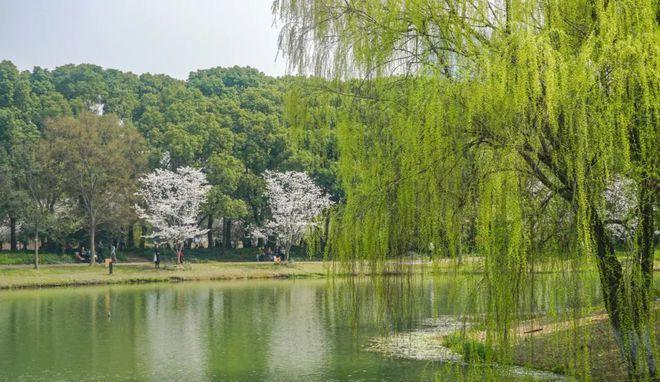 海棠如醉，桃花欲暖（15首《春日游》的诗词）