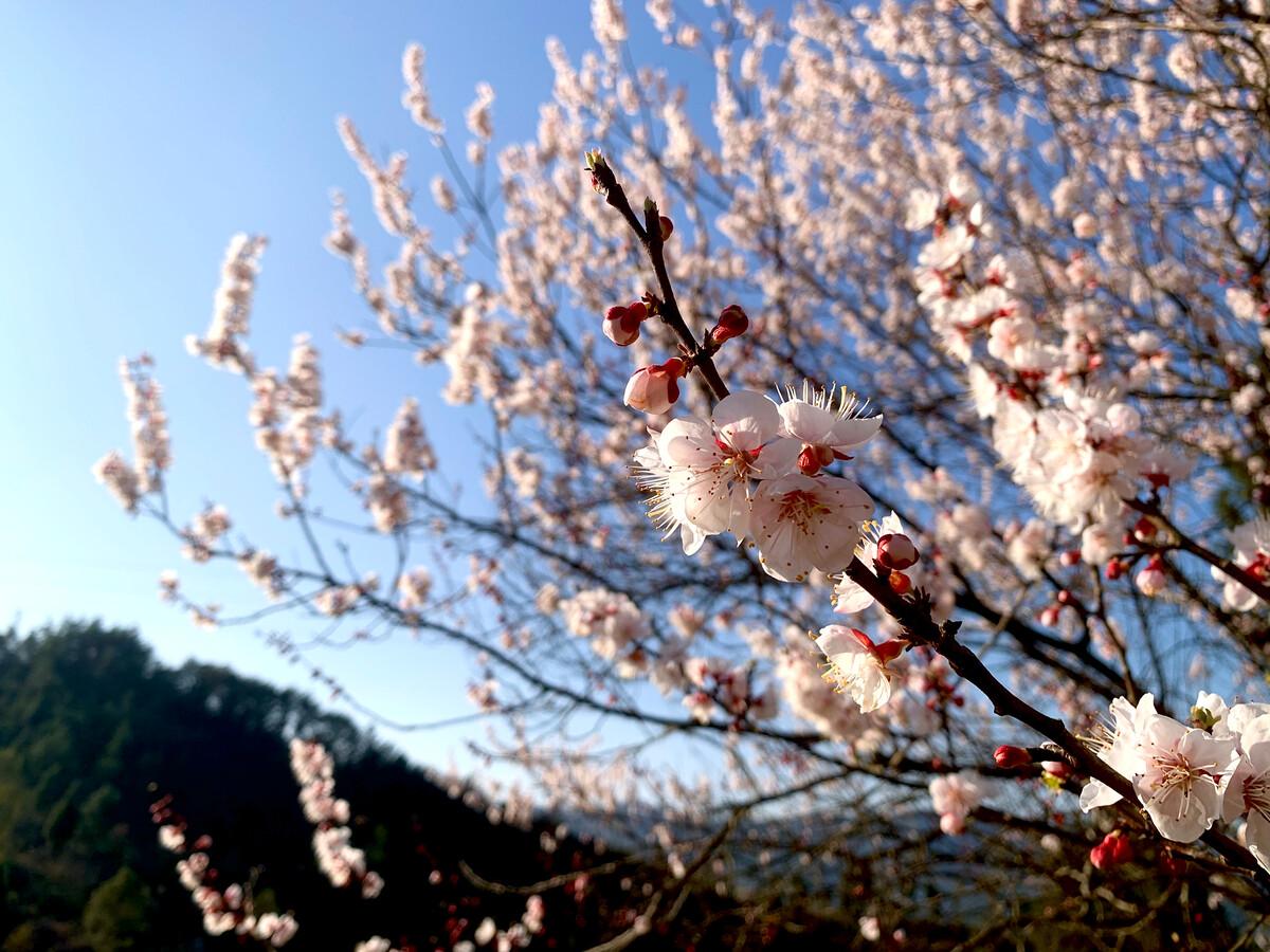 海棠如醉，桃花欲暖（15首《春日游》的诗词）