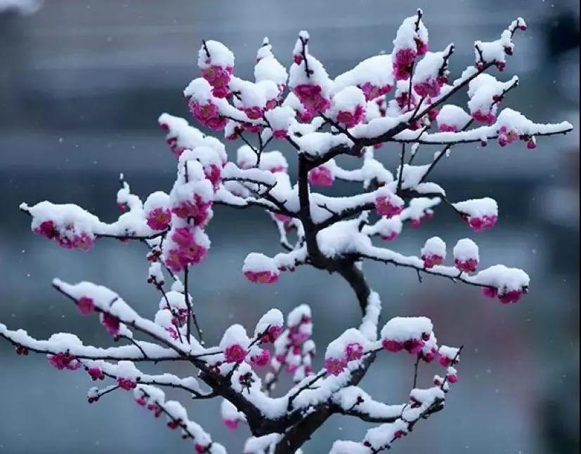 雪处疑花满，花边似雪回（十五首《梅花落》唯美诗词）