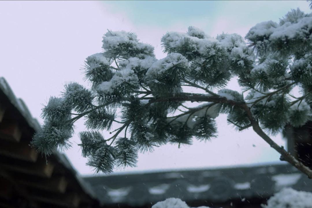 心藏后凋节，岁有大寒知（两首大寒节气的青松古诗）