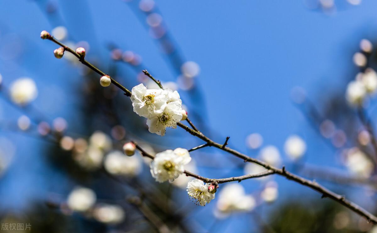 梅花诗词名句精选（10首梅花的诗词唯美）