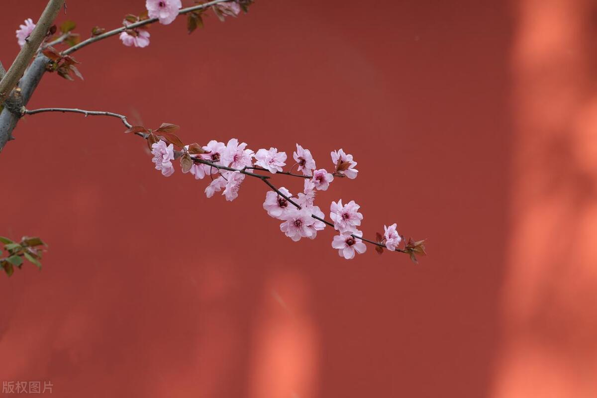 梅花诗词名句精选（10首梅花的诗词唯美）