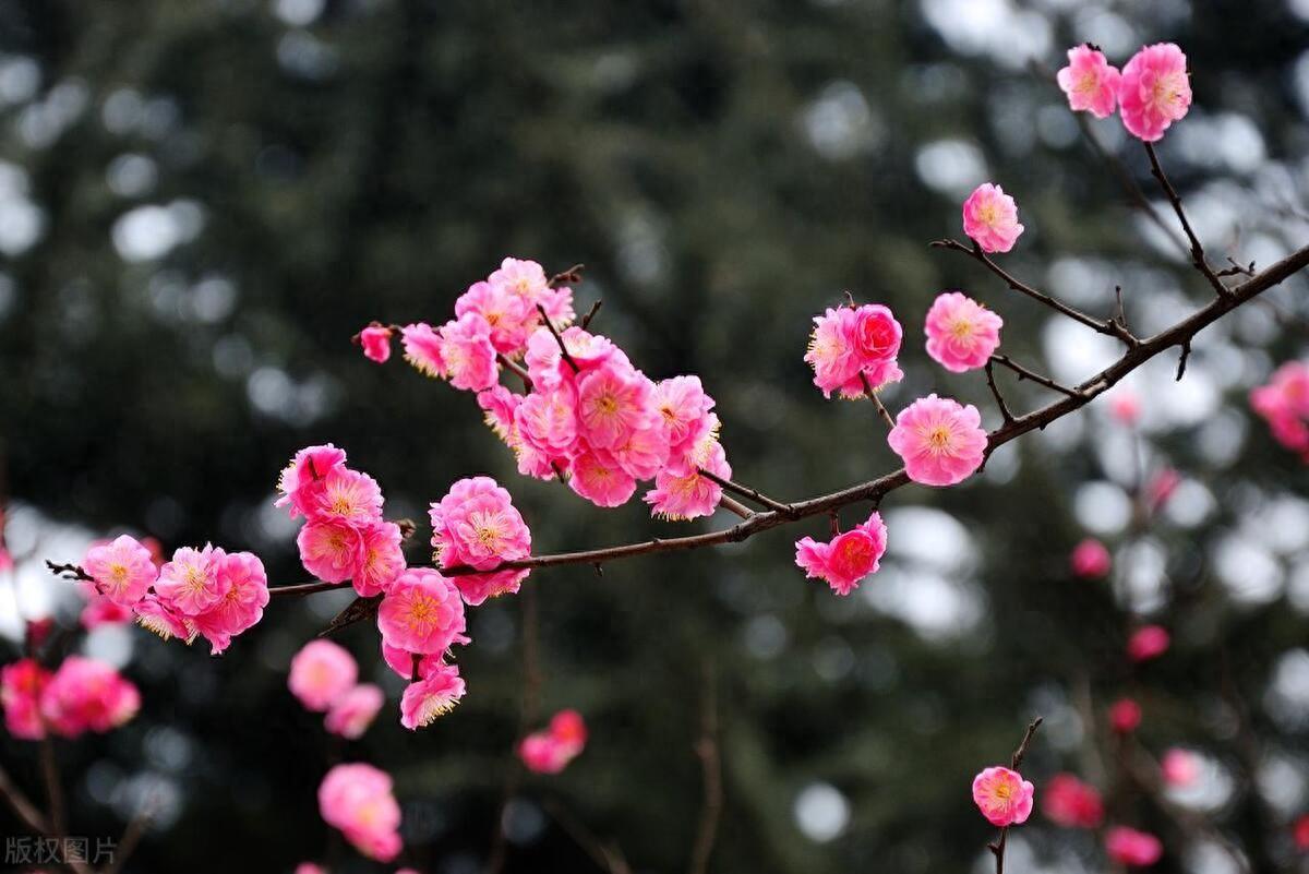 梅花诗词名句精选（10首梅花的诗词唯美）