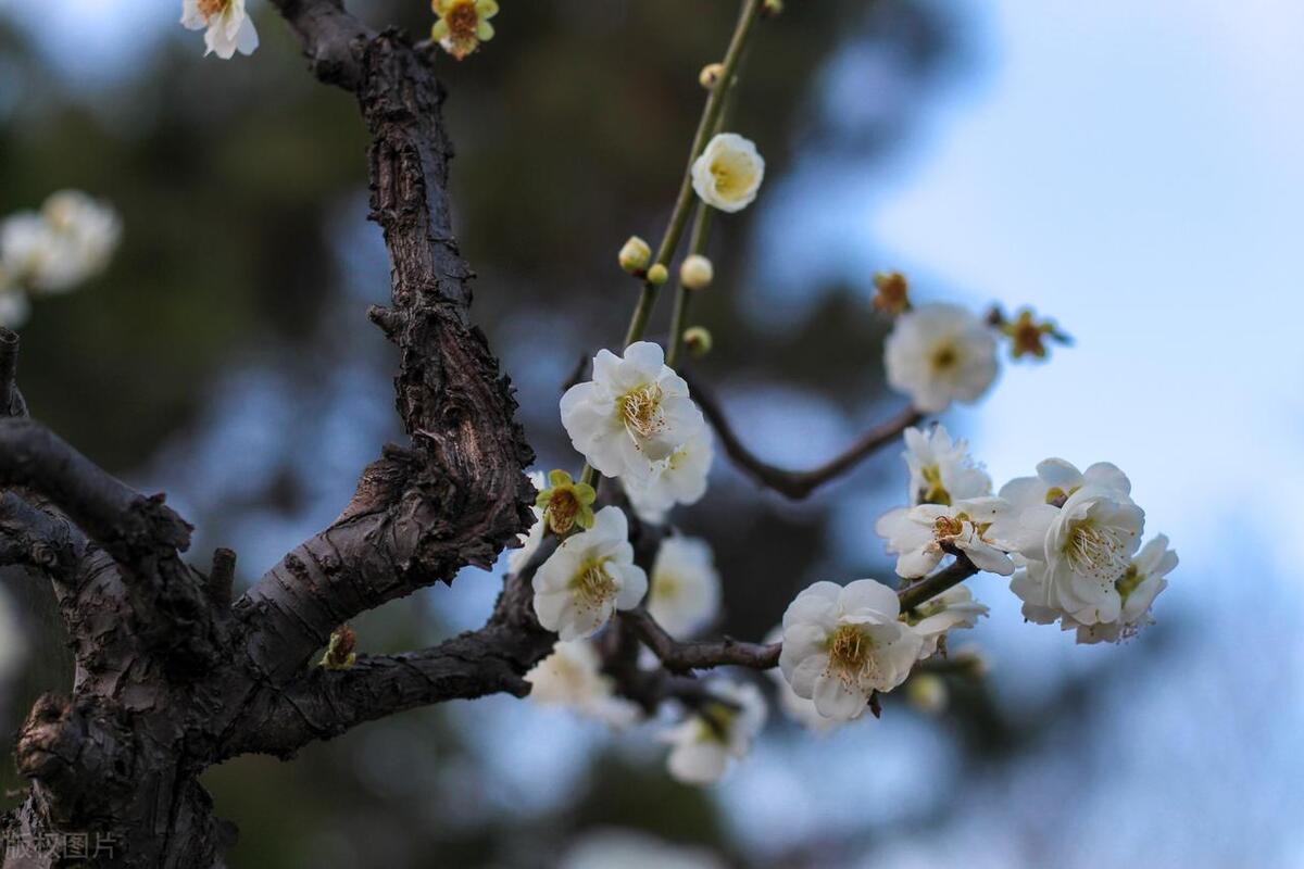 梅花诗词名句精选（10首梅花的诗词唯美）