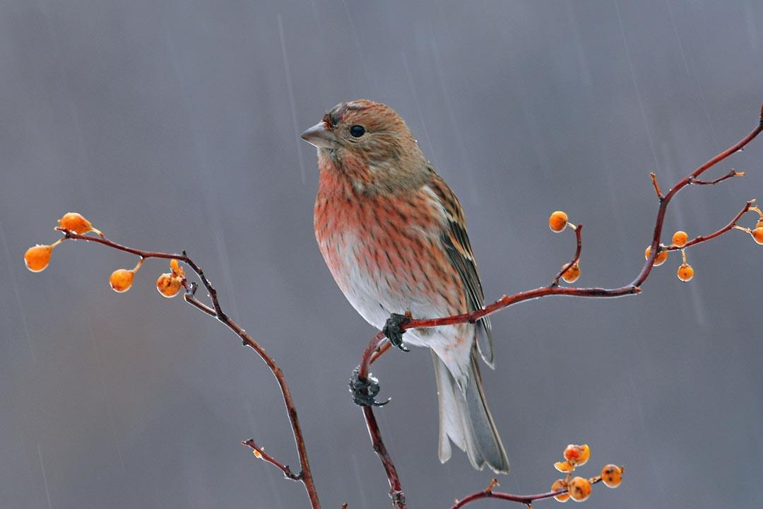 春雨经典古诗大全（10首美到令人心醉的春雨诗词）