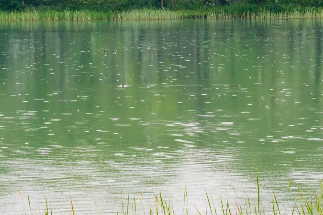 春雨经典古诗大全（10首美到令人心醉的春雨诗词）