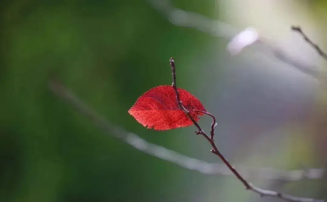 心灵经典古诗有哪些（触动心灵的10句诗词）