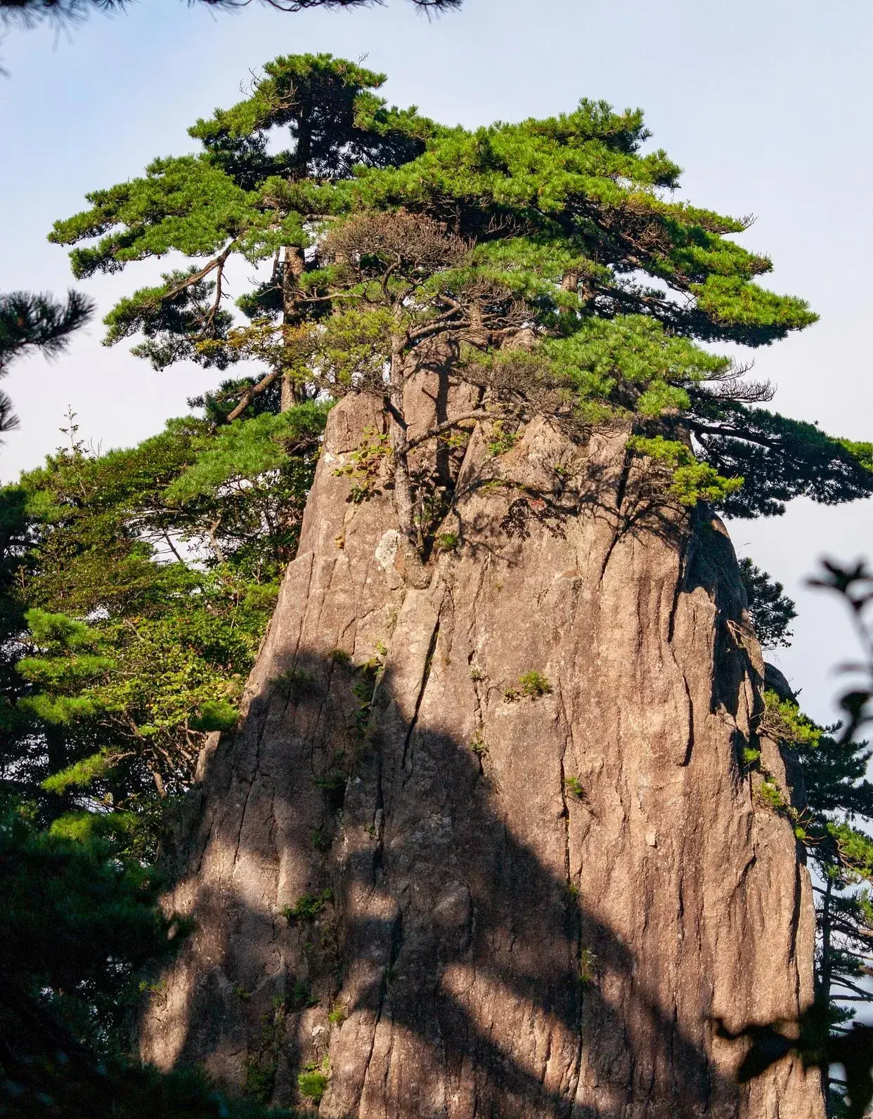 何当凌云霄，直上数千尺（分享八首经典咏松古诗）