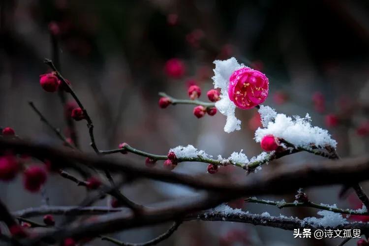 梅花经典古诗大全（十首梅花诗词）