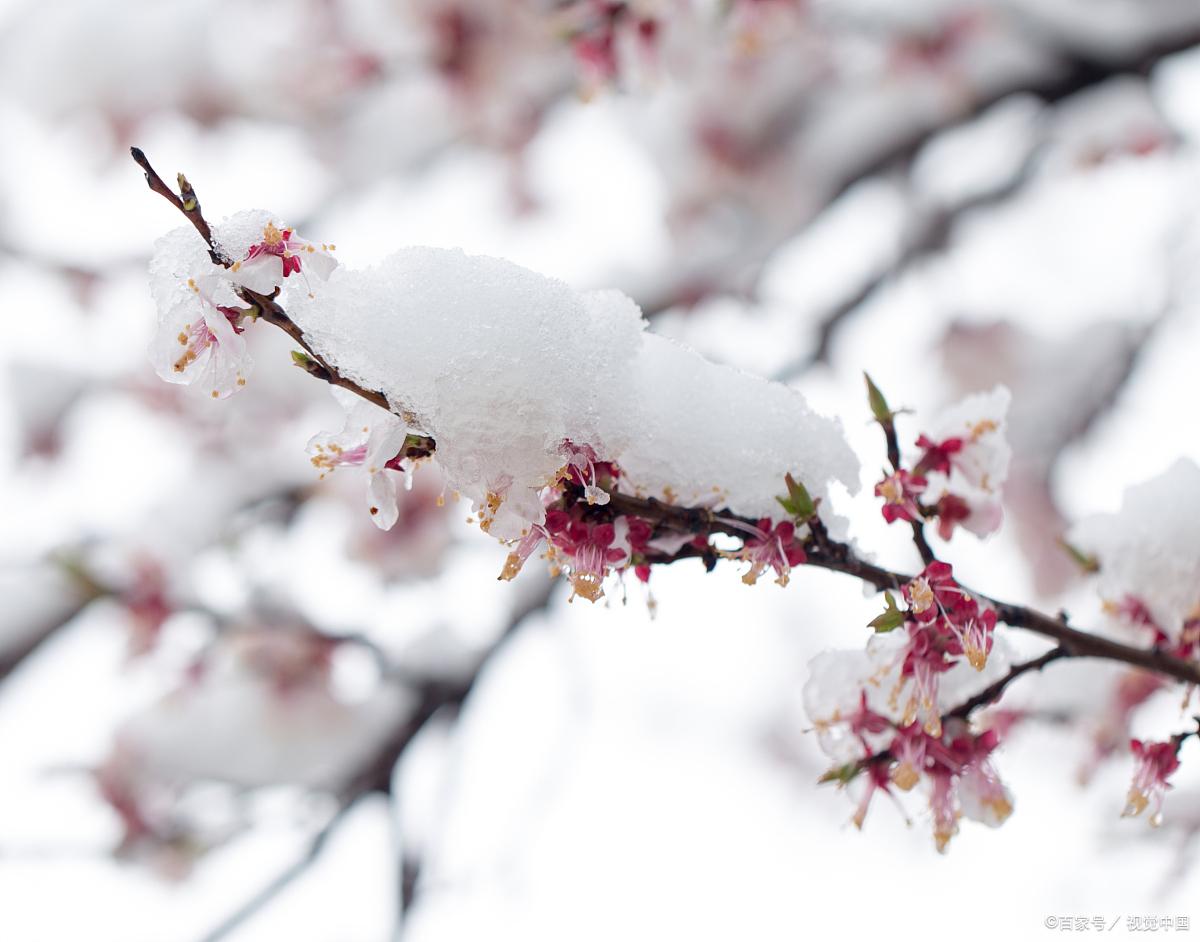 梅花经典古诗大全（王冕的10首梅花诗）