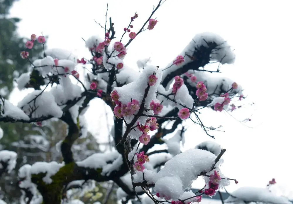 梅花经典诗词大全（8首写梅花的诗）